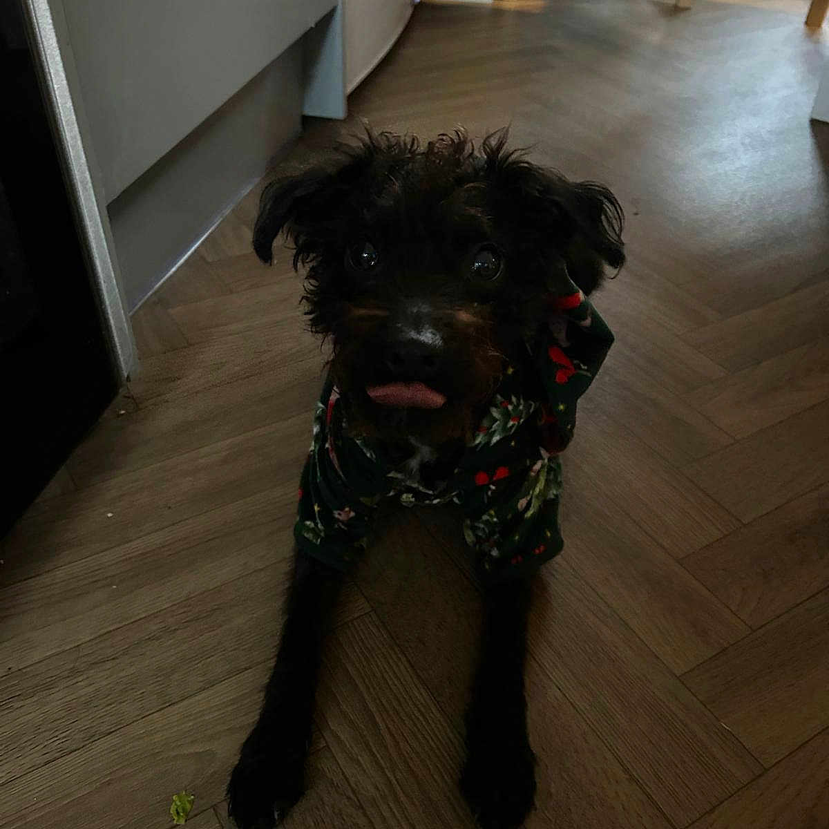 Pippa joined the competition — help win amazing prizes! animal, black_dog, canine, clothing, companion, cute, dog, domestic, floor, fur, home, hoodie, indoor, kitchen, looking_up, mischievous, pet, playful, tongue, wooden_floor