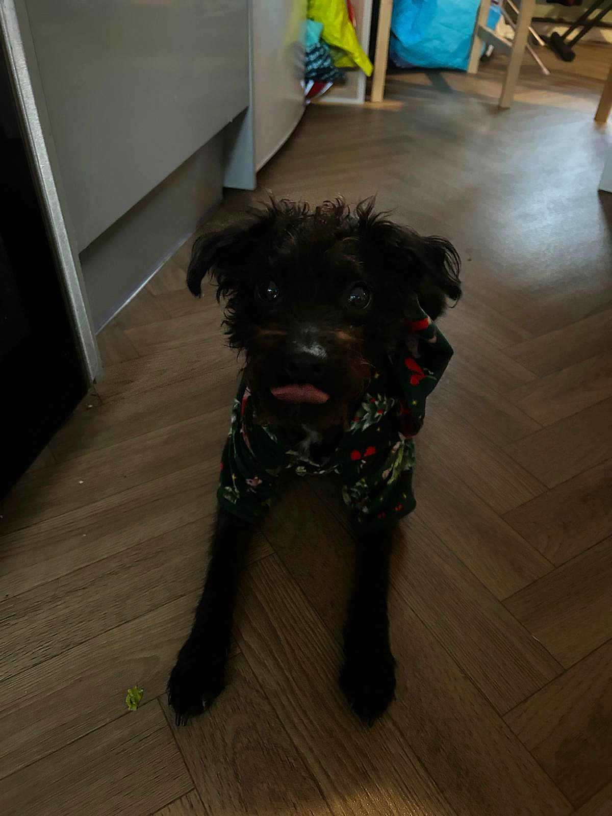 Pippa joined the competition — help win amazing prizes! dog, pet, floor, wooden_floor, indoor, hoodie, clothing, tongue, black_dog, canine, home, kitchen, playful, animal, fur, mischievous, looking_up, cute, domestic, companion