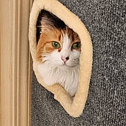 Jules is registered to the contest to win money with this photo: animal, carpet, cat, cat_tree, close_up, cozy, curious, cute, feline, fur, green_eyes, indoor, looking_out, orange_and_white_cat, pet, resting, soft_edge, triangular_hole, whiskers, wood