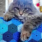 Apollon a rejoint le concours — aidez-le/la à gagner de superbes lots ! cat, gray_cat, fluffy, long_hair, feline, pet, animal, portrait, close_up, staring, blue_blanket, crochet, textile, indoors, window, curtain, colorful, floral, relaxed, cozy