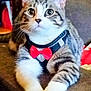 cat, tabby, bow_tie, pet, indoor, feline, cute, animal, domestic_cat, couch, relaxed, whiskers, paws, fur, striped, close_up, portrait, household, mammal, resting