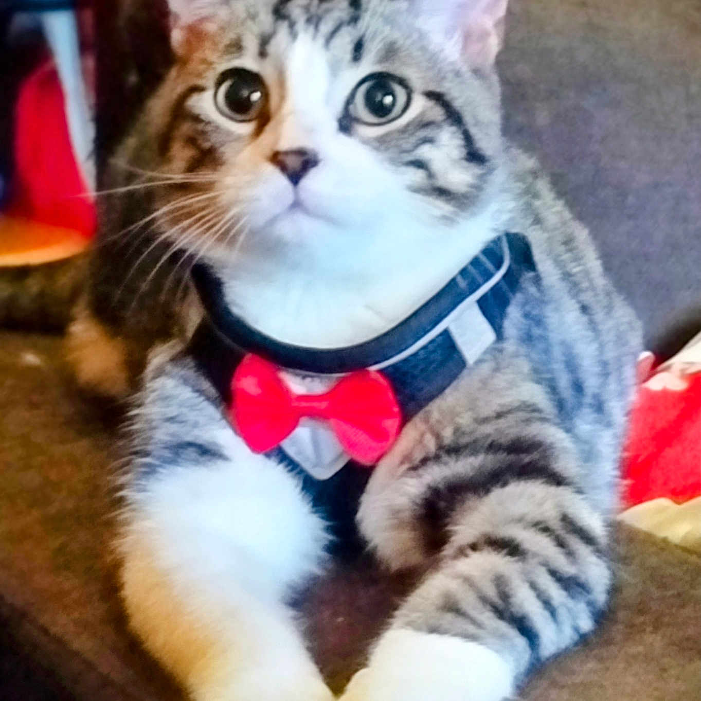 Kaïra participe au concours pour gagner de l'argent avec cette photo : animal, bow_tie, cat, close_up, couch, cute, domestic_cat, feline, fur, household, indoor, mammal, paws, pet, portrait, relaxed, resting, striped, tabby, whiskers