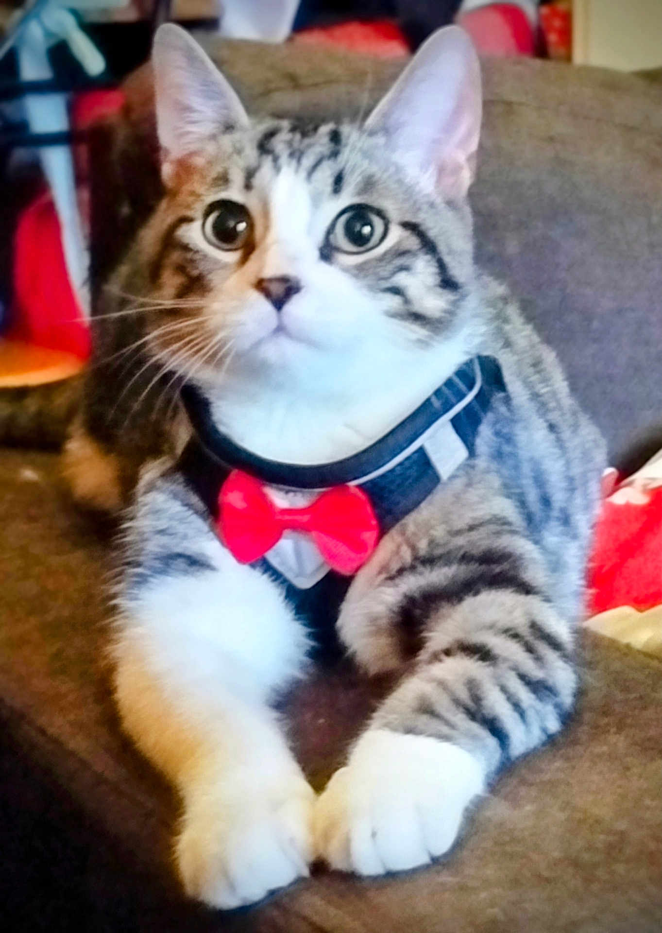 Kaïra participe au concours pour gagner de l'argent avec cette photo : cat, tabby, bow_tie, pet, indoor, feline, cute, animal, domestic_cat, couch, relaxed, whiskers, paws, fur, striped, close_up, portrait, household, mammal, resting
