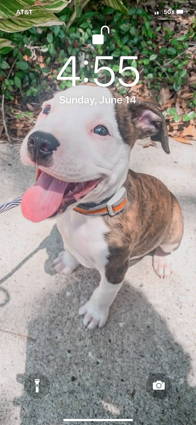 Kash is registered to the contest to win money with this photo: american_pit_bull_terrier, american_staffordshire_terrier, bull_and_terrier, bully_kutta, canidae, carnivore, dog, dog_breed, fawn, mammal, non_sporting_group, nose, pit_bull, puppy, rare_breed_dog, snout, staffordshire_bull_terrier, vertebrate