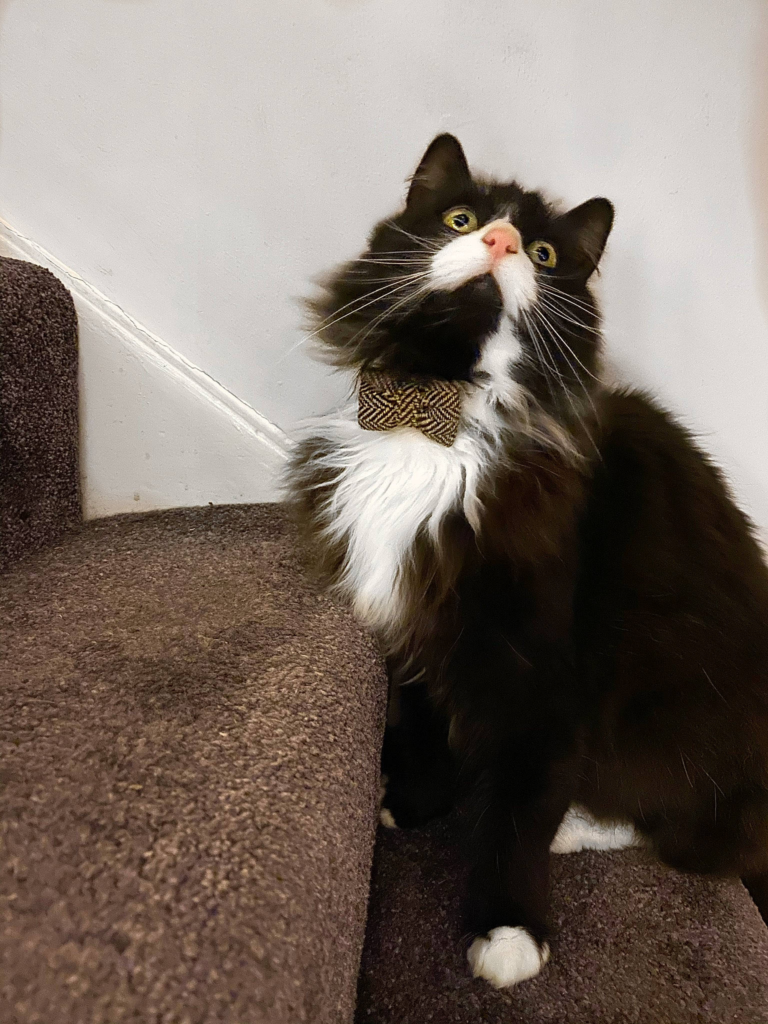 Felix is registered to the contest to win money with this photo: carnivore, cat, domestic_long_haired_cat, felidae, floor, flooring, fur, grey, small_to_medium_sized_cats, snout, tail, vertebrate, whiskers