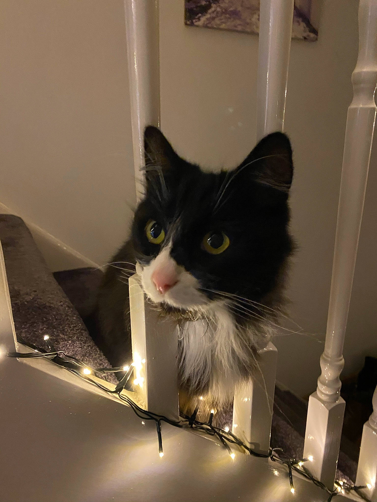 Felix joined the competition — help win amazing prizes! carnivore, cat, curious, domestic_short_haired_cat, felidae, fur, pet_supply, small_to_medium_sized_cats, snout, vertebrate, whiskers