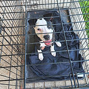 Draco joined the competition — help win amazing prizes! animal, black_and_white, blanket, cage, canine, concrete, crate, cute, dog, ears, fur, happy, looking_up, metal, outdoor, pet, playful, puppy, smiling, young