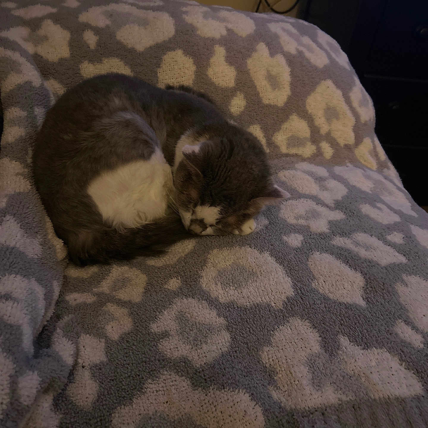 Chronic joined the competition — help win amazing prizes! abyssinian, animal, bed, bedroom, blanket, cat, computer, couch, cushion, furniture, homedecor, indoors, kitten, linen, manx, person, pet, quilt, room, sleeping