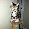 Cuddles is registered to the contest to win money with this photo: cat, tabby, pet, indoor, scratching_post, toy, blue_ball, feline, sitting, whiskers, collar, tag, fur, animal, household, looking_at_camera, flash, glowing_eyes, wall, door