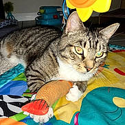 Cuddles is registered to the contest to win money with this photo: cat, tabby_cat, toy, fish_toy, colorful_mat, indoor, pet, paw, whiskers, playful, feline, striped, animal, floor, curious, relaxed, household, background_objects, domestic, claw