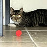 Cuddles joined the competition — help win amazing prizes! cat, tabby, animal, pet, indoor, floor, tile, red_ball, furniture_leg, whiskers, paws, eyes_glowing, shadow, wall, curious, lying_down, closeup, domestic, playful, alert