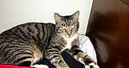 Cuddles joined the competition — help win amazing prizes! cat, tabby_cat, pet, animal, indoor, feline, paw, stretching, bed, blanket, relaxed, resting, cozy, fur, whiskers, yellow_eyes, texture, wall, wood, closeup