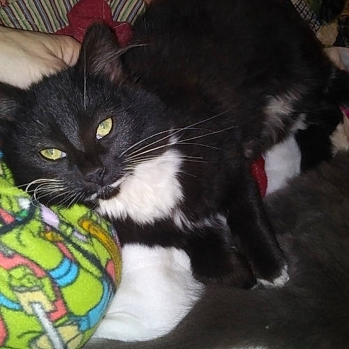 Lady is registered to the contest to win money with this photo: ball, black_cat, carnivore, cat, cat_supply, claw, comfort, domestic_short_haired_cat, felidae, foot, fur, grass, paw, plant, small_to_medium_sized_cats, snout, tail, vegetable, whiskers, window