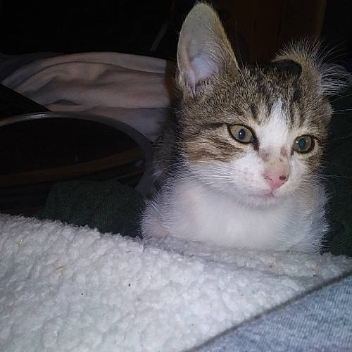 Gremlin joined the competition — help win amazing prizes! box, carnivore, cat, comfort, domestic_short_haired_cat, felidae, fur, paw, small_to_medium_sized_cats, whiskers, window