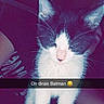 kitten, cat, black_and_white, fluffy, fur, whiskers, ears, paws, sitting, portrait, pet, indoor, close_up, social_media, story, caption, text_overlay, humorous, purple_tint, grainy