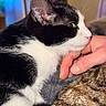 cat, black_and_white, tuxedo_cat, feline, pet, animal, profile, close_up, whiskers, ears, green_eye, pink_nose, fur, relaxed, chin_scratch, human_hand, couch, blanket, indoors, portrait