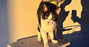 Tokyo a rejoint le concours — aidez-le/la à gagner de superbes lots ! cat, kitten, tuxedo_cat, animal, pet, feline, standing, cat_tree, scratching_post, hammock, indoors, sunlight, golden_hour, dramatic_lighting, shadow, wall, portrait, cute, whiskers, blue_eyes