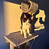 cat, kitten, tuxedo_cat, animal, pet, feline, standing, cat_tree, scratching_post, hammock, indoors, sunlight, golden_hour, dramatic_lighting, shadow, wall, portrait, cute, whiskers, blue_eyes