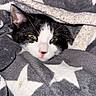 cat, black_and_white, tuxedo_cat, feline, pet, animal, green_eyes, pink_nose, whiskers, ears, face, close_up, portrait, blanket, star_pattern, cozy, indoor, sleeping_area, cuddled, photography