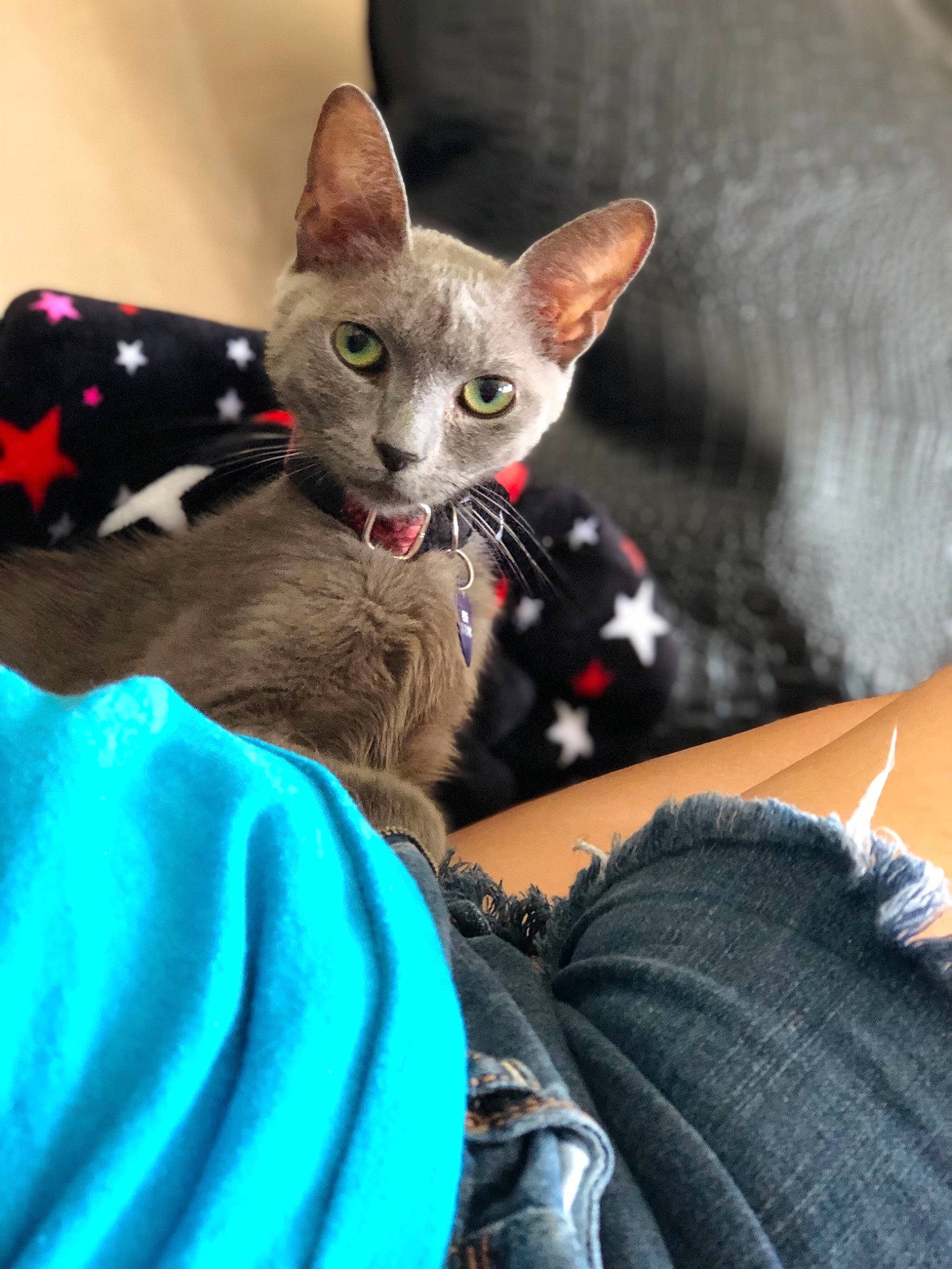 Eerie Monster joined the competition — help win amazing prizes! carnivore, cat, comfort, denim, domestic_short_haired_cat, felidae, jeans, kitten, oriental_shorthair, small_to_medium_sized_cats, snout, vertebrate, whiskers