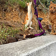 Oasis participe au concours pour gagner de l'argent avec cette photo : animal, cat, closeup, concrete, curious, daylight, fur, garden, nature, orange_cat, outdoor, pet, plants, purple_harness, sitting, sniffing, soil, tree, whiskers, white_cat