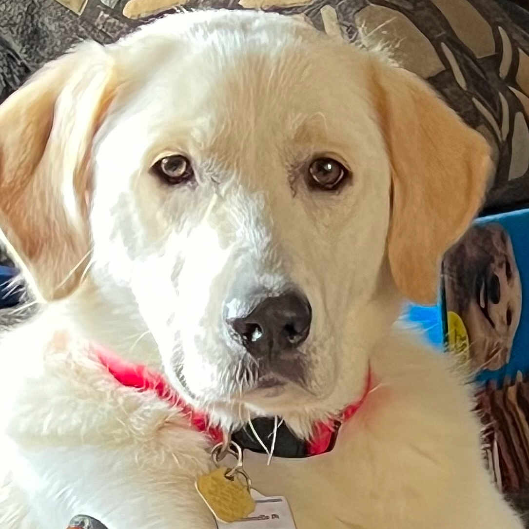 Emmy is registered to the contest to win money with this photo: accessories, animal, canine, cat, couch, cushion, dog, eskimodog, furniture, goldenretriever, homedecor, hound, jewelry, labradorretriever, locket, necklace, pendant, pet, puppy, whitedog