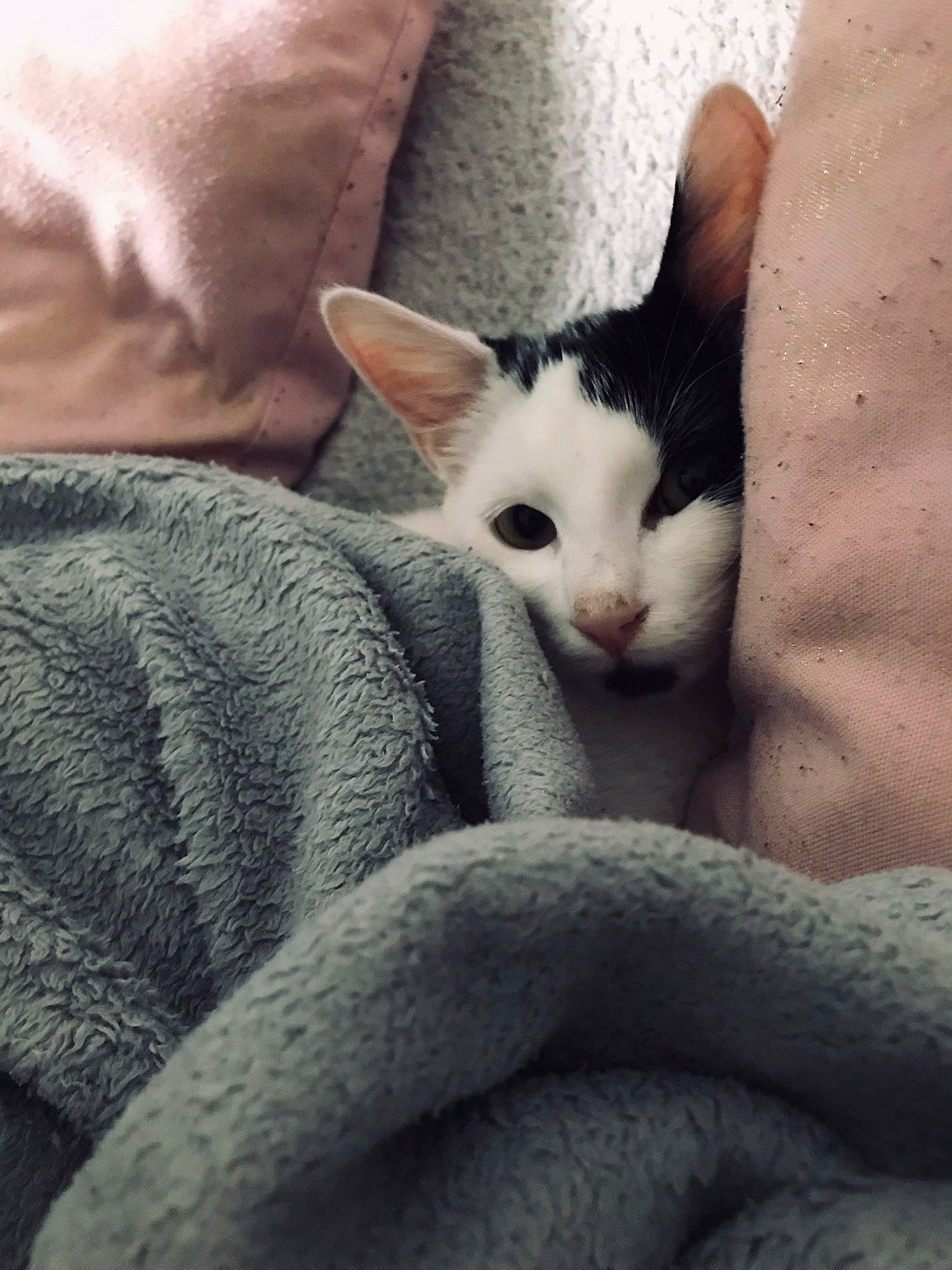 Câlin participe au concours pour gagner de l'argent avec cette photo : carnivore, cat, claw, cloud, comfort, domestic_short_haired_cat, felidae, fur, grey, nap, nose, paw, sleep, small_to_medium_sized_cats, snout, tail, whiskers