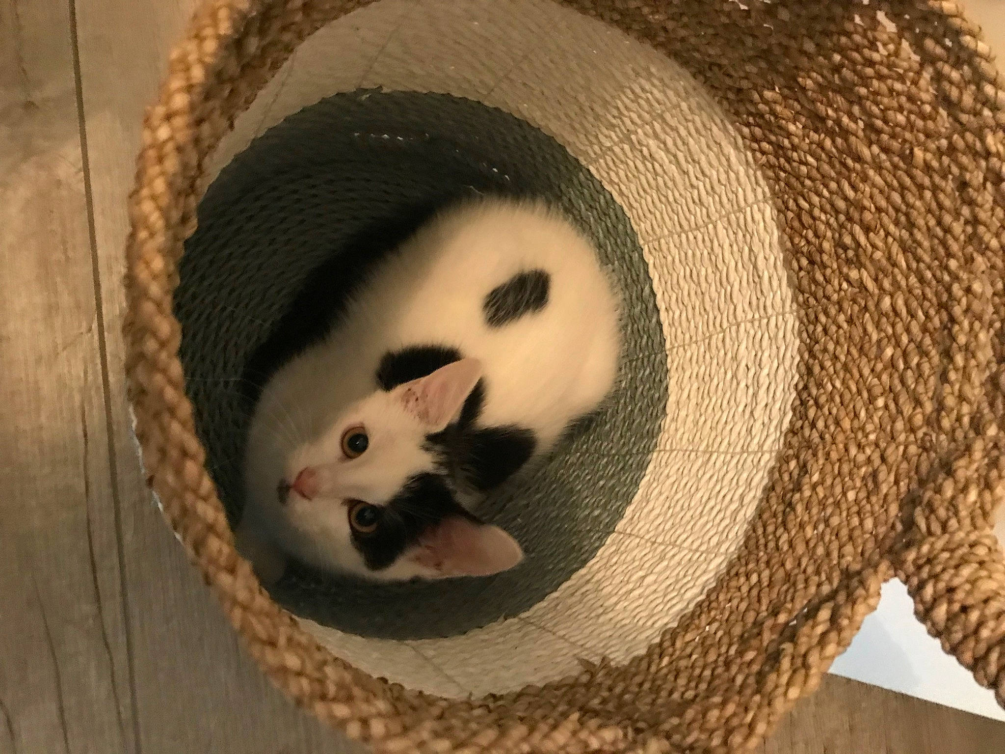 Calin participe au concours pour gagner de l'argent avec cette photo : basket, carnivore, cat, cat_bed, cat_supply, comfort, eye, fawn, fedora, felidae, fur, hat, organ, small_to_medium_sized_cats, snout, sun_hat, tail, vertebrate, whiskers, wood