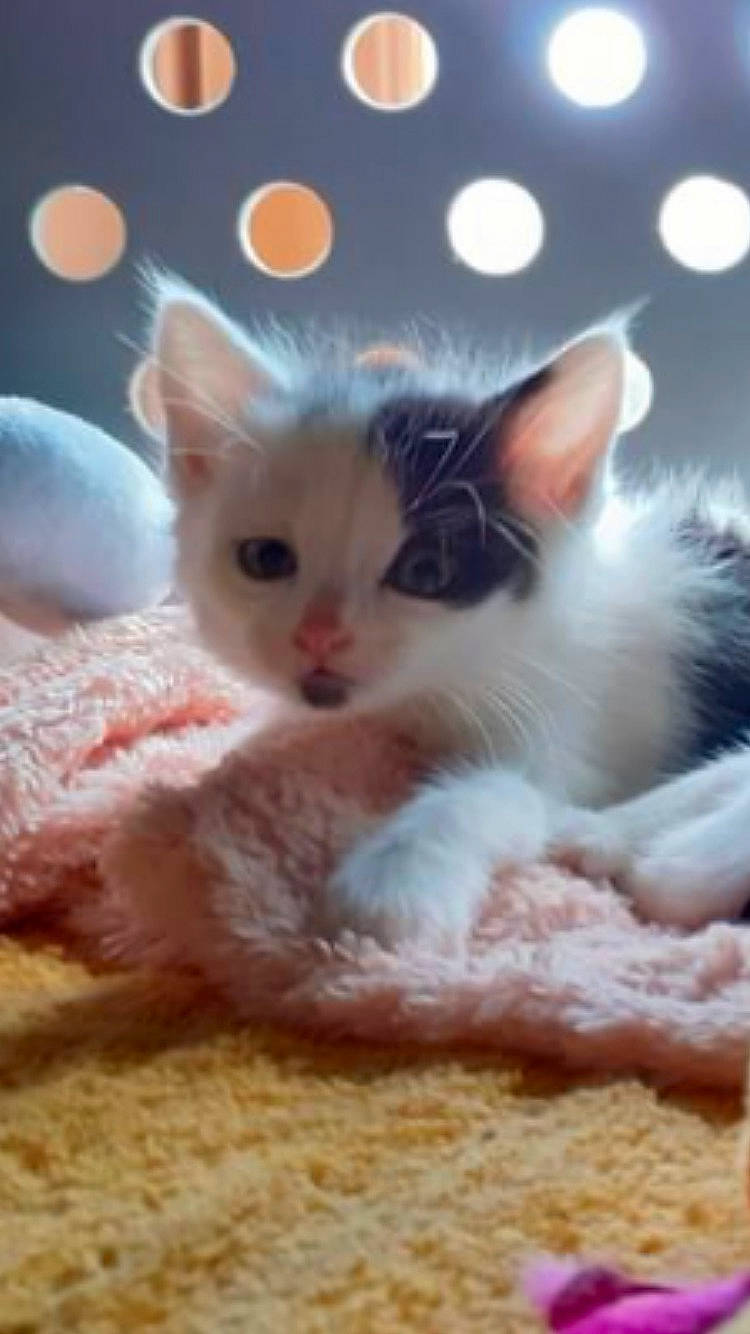 Calin a rejoint le concours — aidez-le/la à gagner de superbes lots ! carnivore, cat, cat_bed, cat_supply, claw, domestic_short_haired_cat, fawn, felidae, fur, iris, paw, small_to_medium_sized_cats, snout, tail, whiskers, woven_fabric