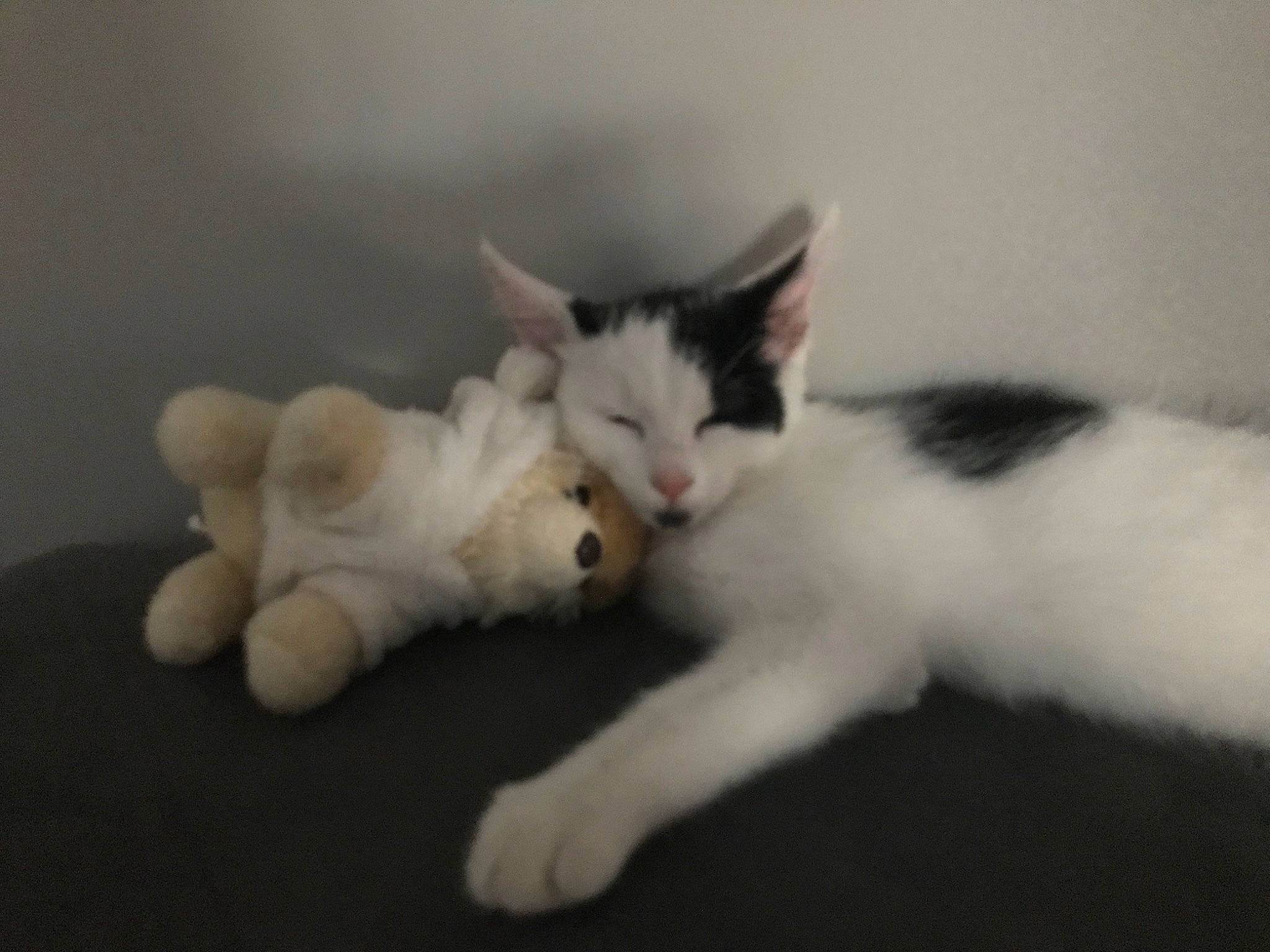 Calin a rejoint le concours — aidez-le/la à gagner de superbes lots ! carnivore, cat, claw, comfort, domestic_short_haired_cat, felidae, foot, fur, paw, small_to_medium_sized_cats, snout, tail, whiskers