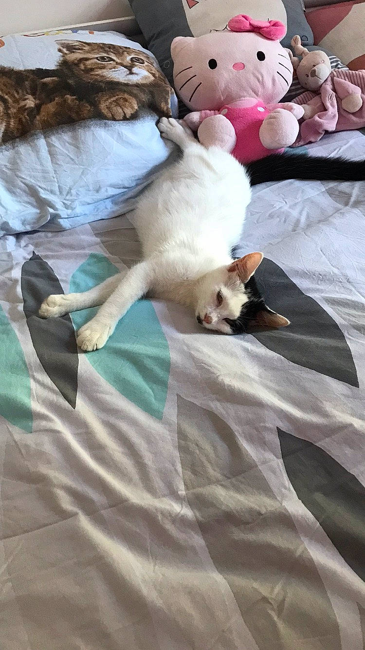 Câlin participe au concours pour gagner de l'argent avec cette photo : bed, bed_sheet, bedding, carnivore, cat, comfort, companion_dog, duvet, fawn, felidae, fur, linens, small_to_medium_sized_cats, stuffed_toy, tail, teddy_bear, textile, toy, whiskers, white