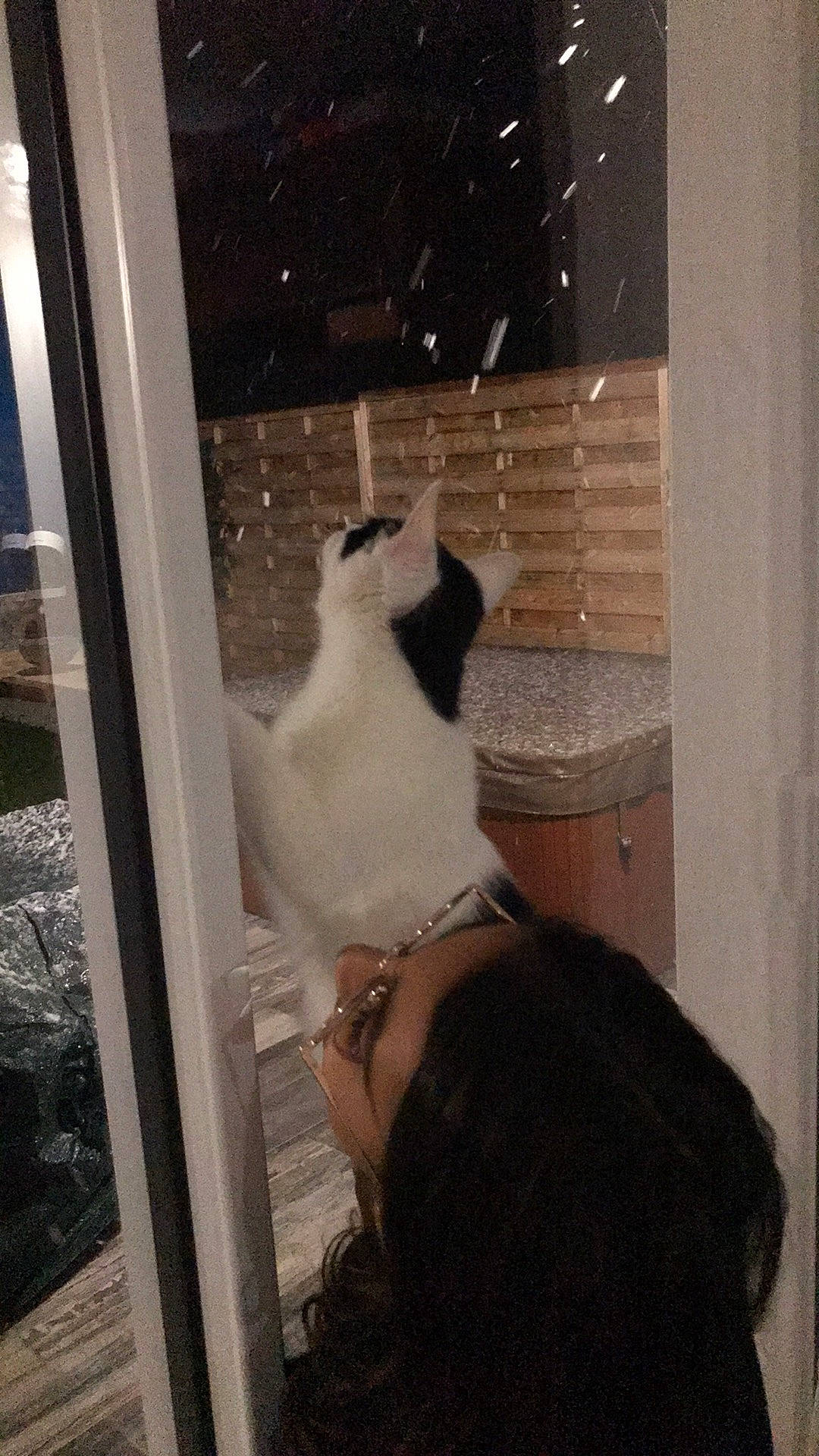 Câlin participe au concours pour gagner de l'argent avec cette photo : abdomen, carnivore, cat, collar, companion_dog, dog_breed, fawn, felidae, formal_wear, fur, glass, hat, small_to_medium_sized_cats, snout, sunglasses, tail, tints_and_shades, whiskers, window, wood