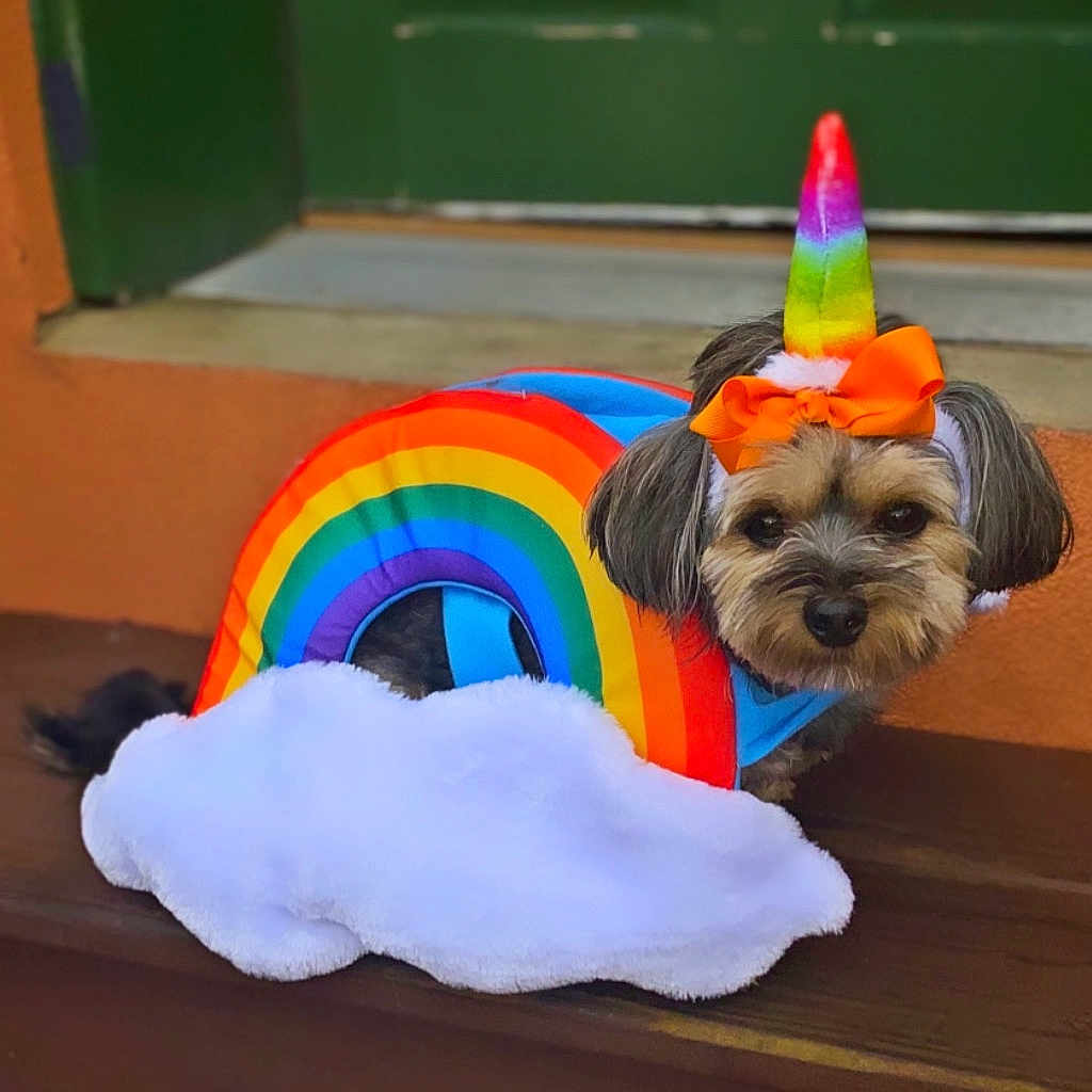 Boss is registered to the contest to win money with this photo: cairn_terrier, canidae, carnivore, companion_dog, dog, dog_breed, dog_clothes, fawn, snout, sporting_group, toy_dog, yorkshire_terrier