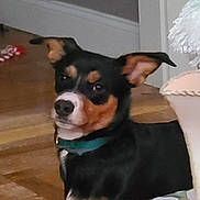 Jack is registered to the contest to win money with this photo: dog, indoor, wooden_floor, collar, pet, curious, black_and_tan, small_dog, domestic, animal, house, lamp, furniture, decor, wall, ears, looking, sideways, floor, companion