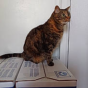 Praline participe au concours pour gagner de l'argent avec cette photo : animal, box, cardboard, cat, container, curious, domestic, ears, feline, fur, household, indoor, looking, pet, side_view, sitting, stacked, tabby, tail, whiskers