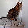 animal, box, cardboard, cat, container, curious, domestic, ears, feline, fur, household, indoor, looking, pet, side_view, sitting, stacked, tabby, tail, whiskers