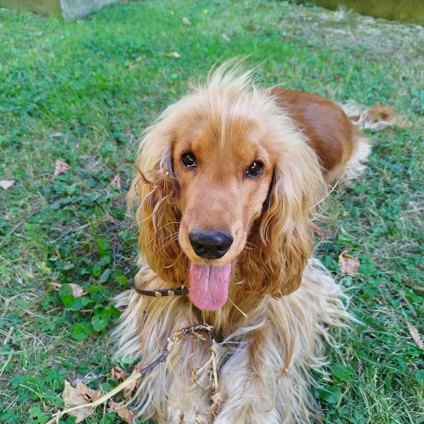 Joe