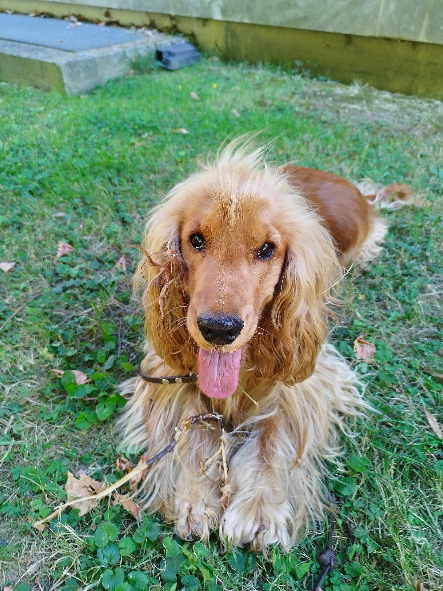 Joe