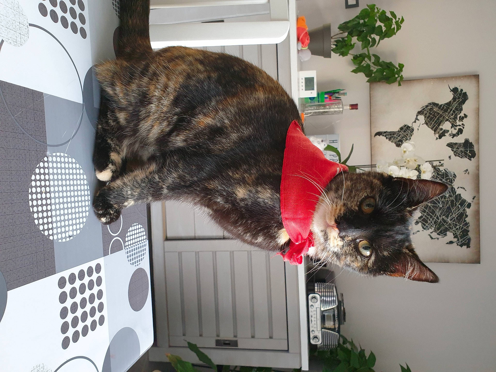 Fifa participe au concours pour gagner de l'argent avec cette photo : audio_equipment, carnivore, cat, computer_hardware, domestic_short_haired_cat, electronic_instrument, felidae, fur, houseplant, input_device, mammal, musical_instrument, natural_material, picture_frame, plant, room, small_to_medium_sized_cats, tail, tree, whiskers