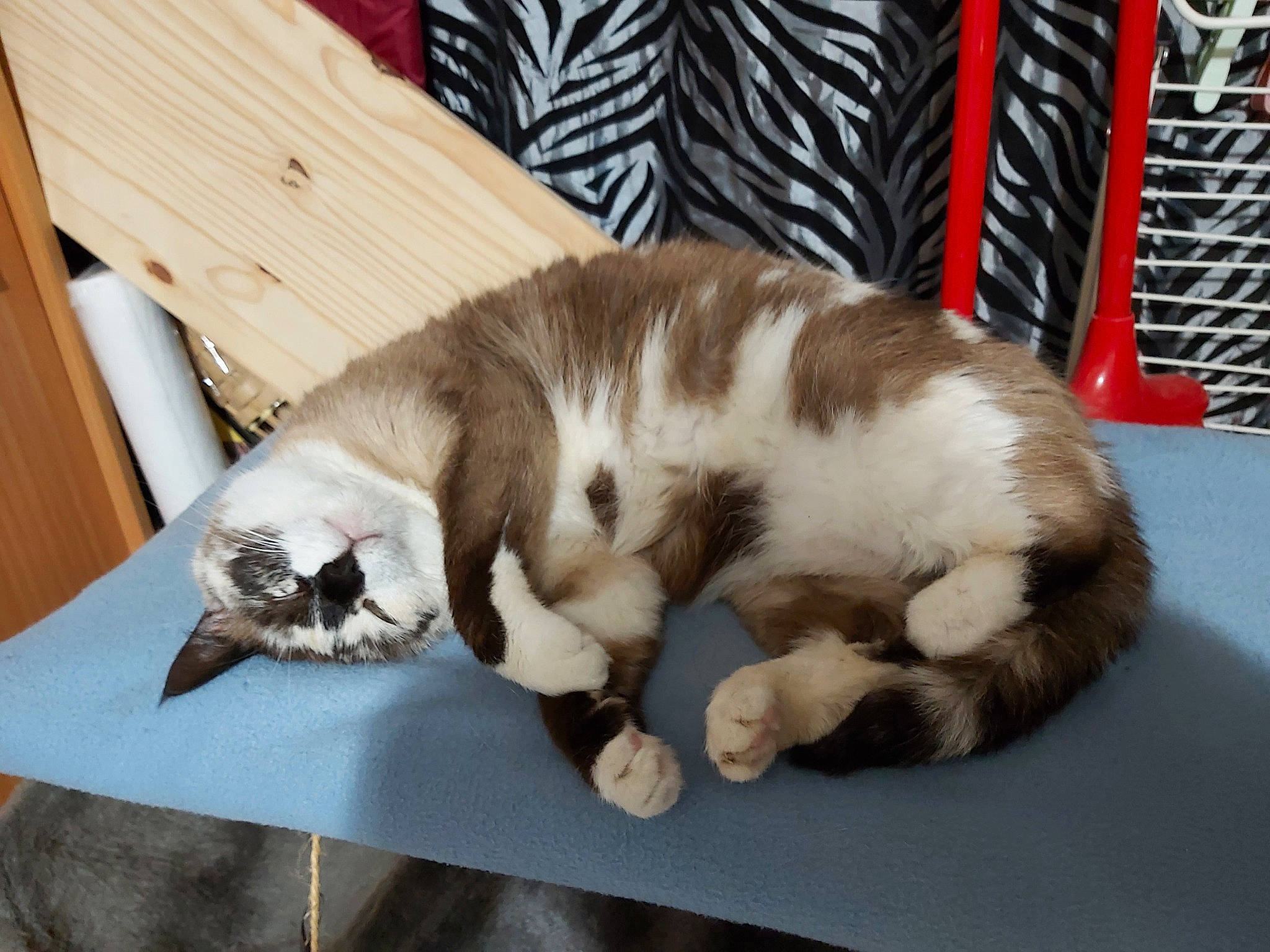 Nénette participe au concours pour gagner de l'argent avec cette photo : carnivore, cat, claw, comfort, domestic_short_haired_cat, felidae, fur, hardwood, paw, small_to_medium_sized_cats, snout, tail, whiskers, wood