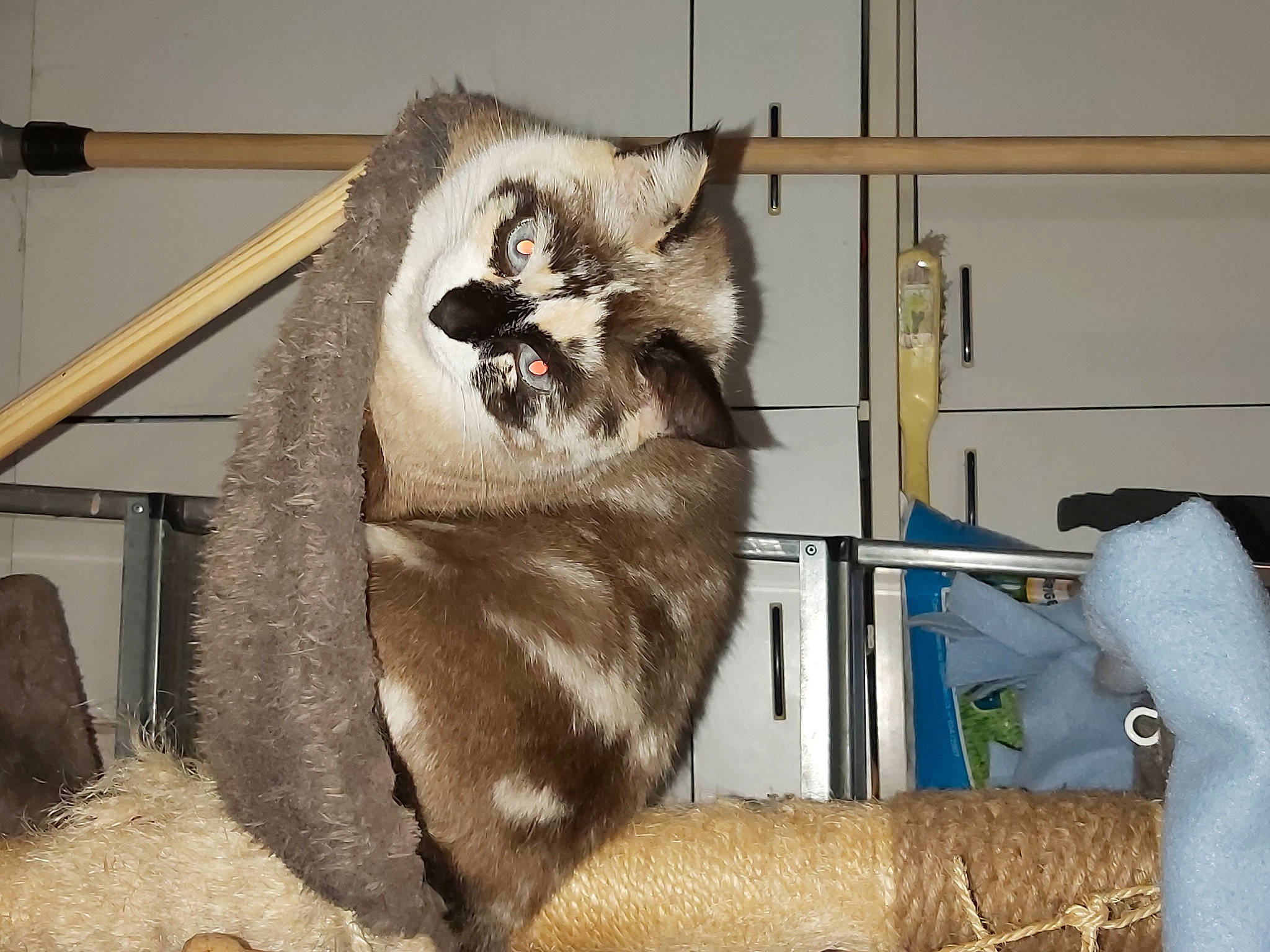 Nénette a rejoint le concours — aidez-le/la à gagner de superbes lots ! canidae, carnivore, cat_supply, dog_breed, domestic_short_haired_cat, fawn, felidae, fur, procyonidae, small_to_medium_sized_cats, snout, tail, terrestrial_animal, whiskers, wildlife, zoo