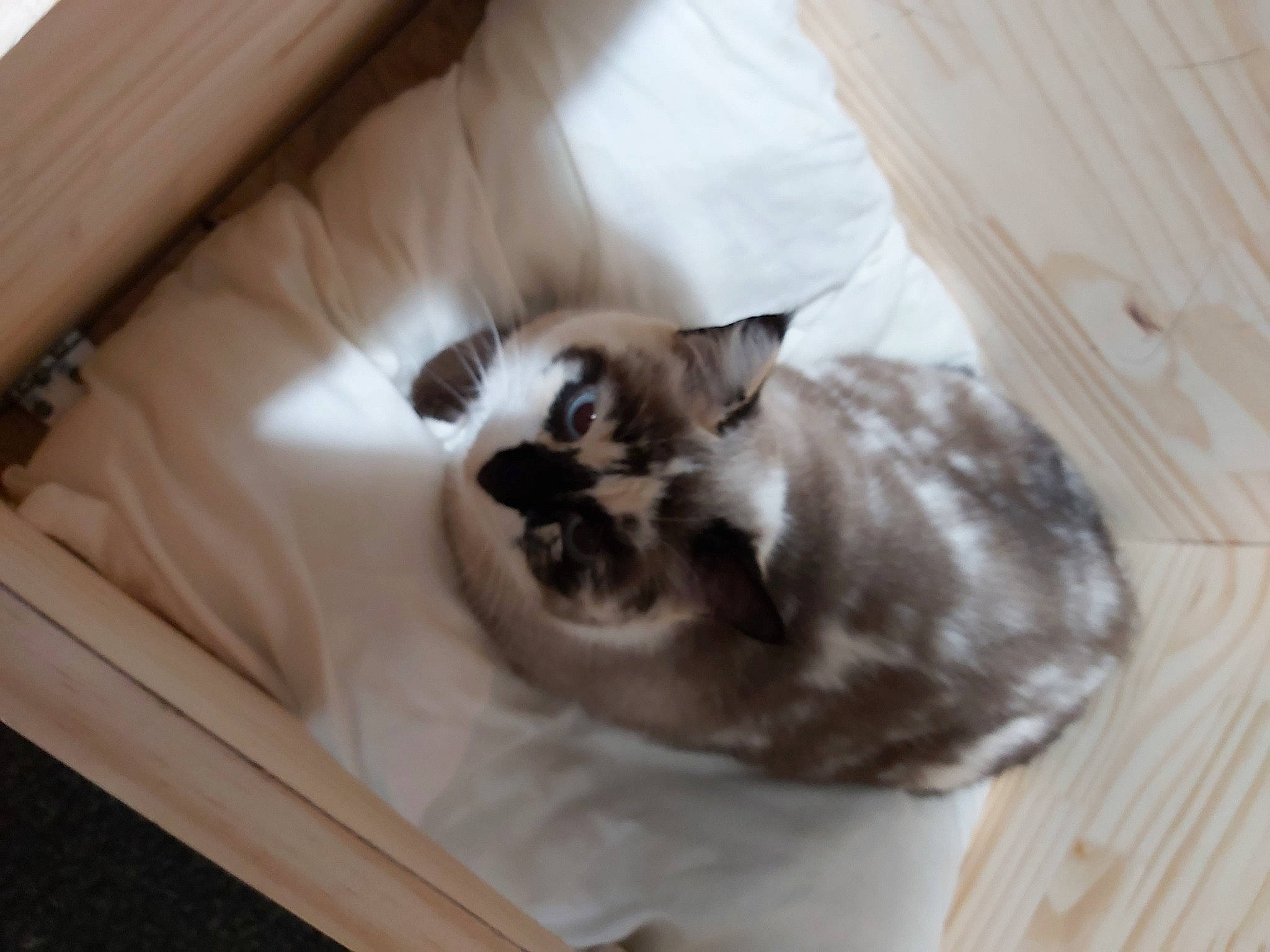 Nénette participe au concours pour gagner de l'argent avec cette photo : box, cardboard, carnivore, carton, cat, cat_bed, cat_supply, comfort, domestic_short_haired_cat, fawn, felidae, flooring, fur, hardwood, room, shipping_box, small_to_medium_sized_cats, tail, whiskers, wood