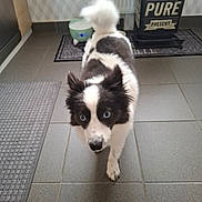 Nalya participe au concours pour gagner de l'argent avec cette photo : dog, blue_eyes, black_and_white, fluffy, tail, walking, kitchen, tile_floor, cat_bowl, decorative_sign, indoor, pet, animal, curled_tail, floor_mat, home, domestic, cute, companion, curious
