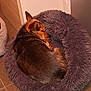 dog, sleeping, pet_bed, cozy, indoor, fur, brown_fur, curled_up, floor_tiles, purple_bed, resting, canine, animal, domestic_pet, relaxing, home, quiet, soft_texture, compact, peaceful