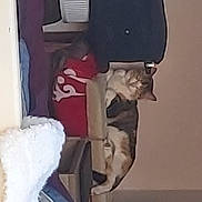 Mya a rejoint le concours — aidez-le/la à gagner de superbes lots ! carmine, carnivore, chair, comfort, elbow, felidae, flooring, fur, human_leg, knee, room, sitting, small_to_medium_sized_cats, tail, thigh, wood