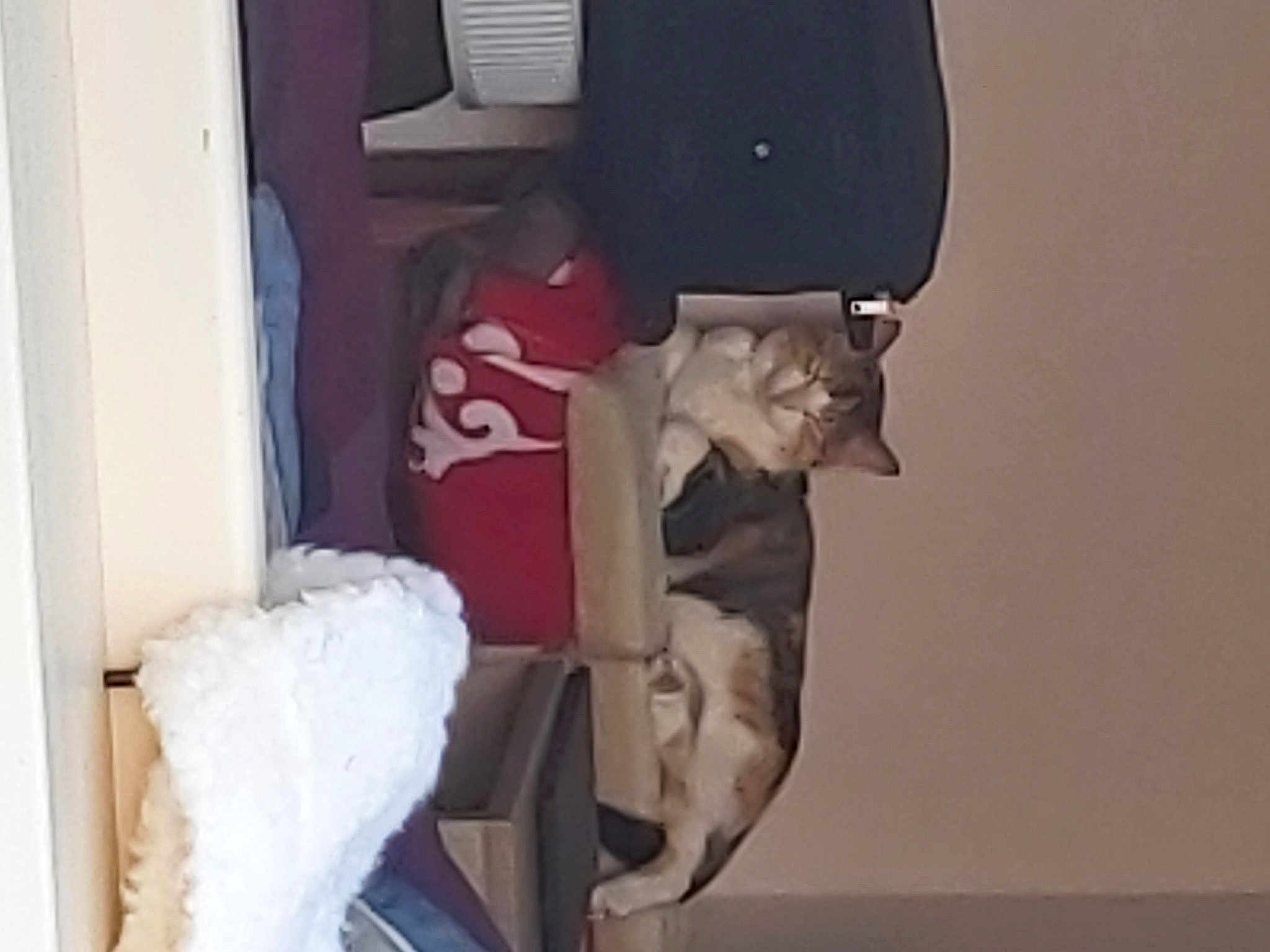 Mya