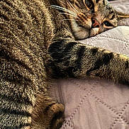 Topo joined the competition — help win amazing prizes! cat, tabby, feline, pet, sleeping, resting, whiskers, fur, closeup, quilted_blanket, indoor, cozy, paws, relaxed, animal, mammal, striped, cute, laying, soft