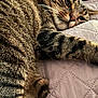 cat, tabby, feline, pet, sleeping, resting, whiskers, fur, closeup, quilted_blanket, indoor, cozy, paws, relaxed, animal, mammal, striped, cute, laying, soft
