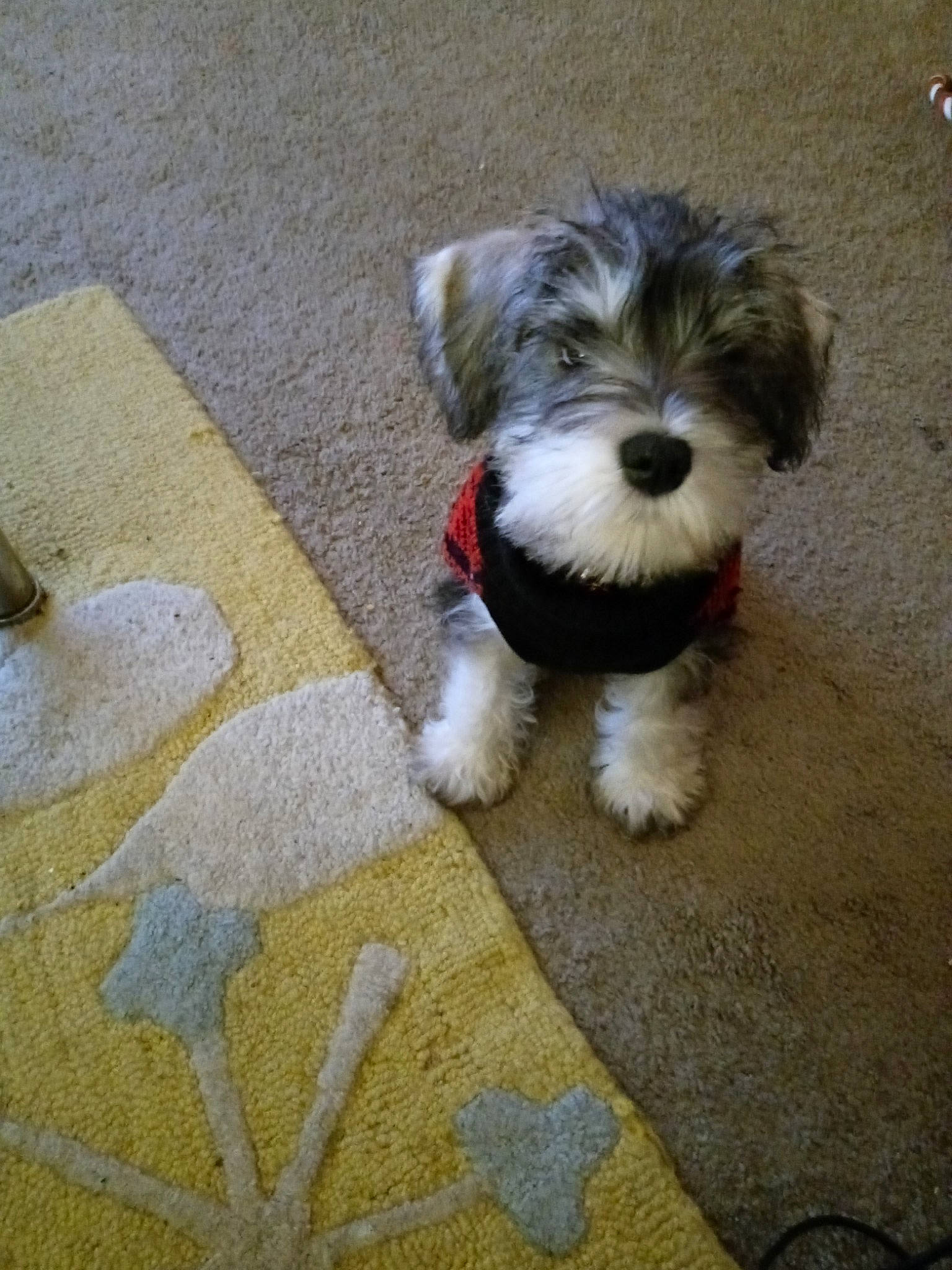 Butter Bean is registered to the contest to win money with this photo: canidae, carnivore, companion_dog, dog, dog_breed, dog_supply, flooring, maltepoo, non_sporting_group, poodle_crossbreed, puppy, schnauzer, small_terrier, snout, sporting_group, terrier, toy_dog, water_dog, working_animal