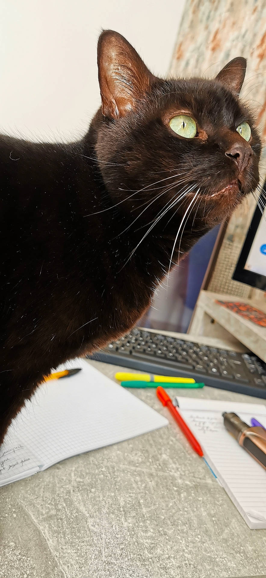 Sacha participe au concours pour gagner de l'argent avec cette photo : alert, black_cat, cat, close_up, computer, curious, desk, feline, green_eyes, indoor, keyboard, notebook, office, paper, pen, stationery, technology, whiskers, workspace, writing